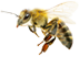 bee-floating-2
